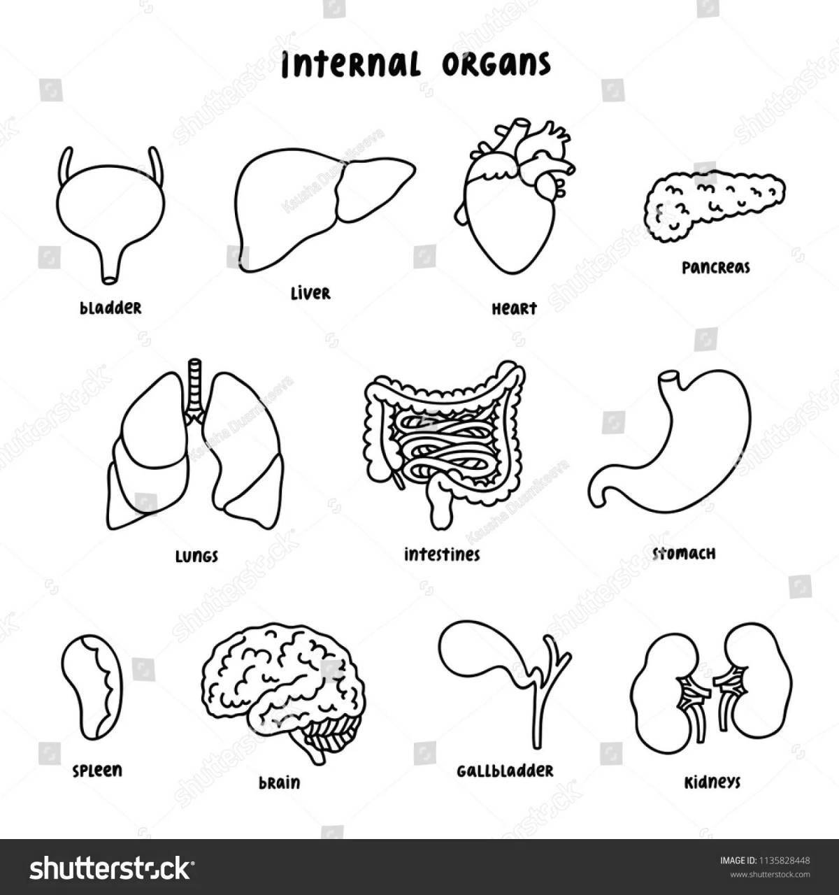 A fascinating coloring of the internal organs of the human body