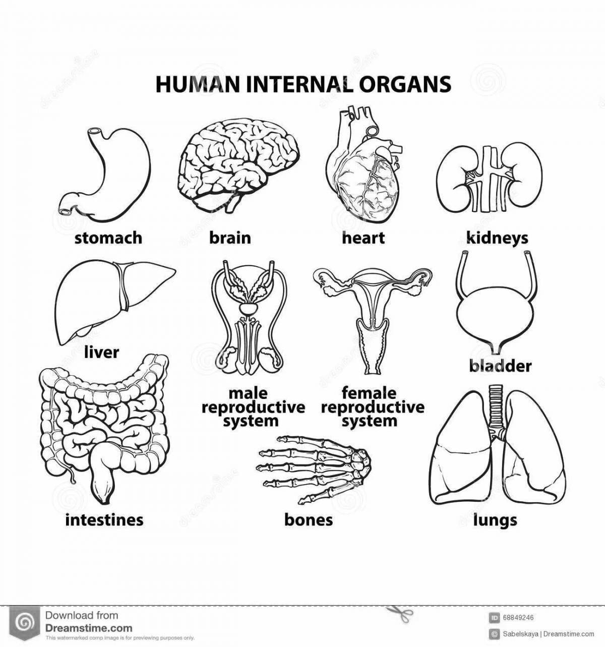 Tempting coloring of the internal organs of the human body