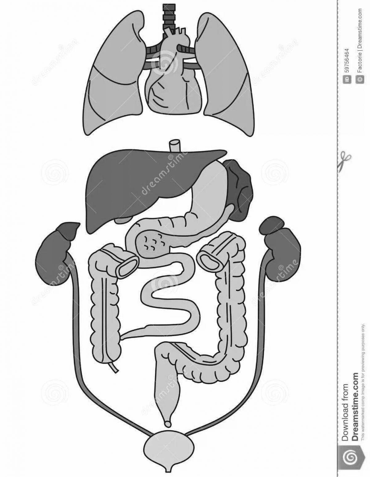 Creative coloring of the internal organs of the human body