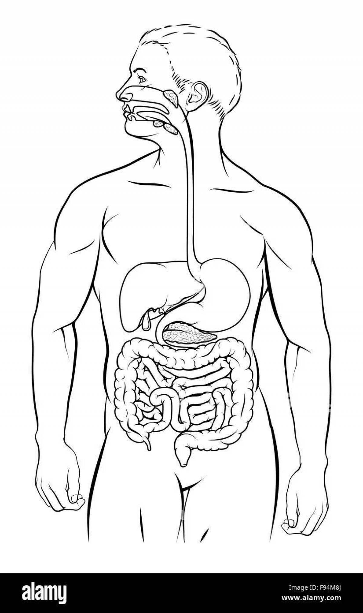 Human structure internal organs #3