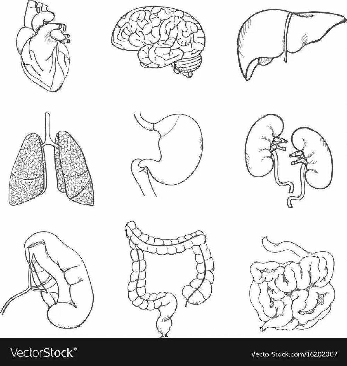 Human structure internal organs #5