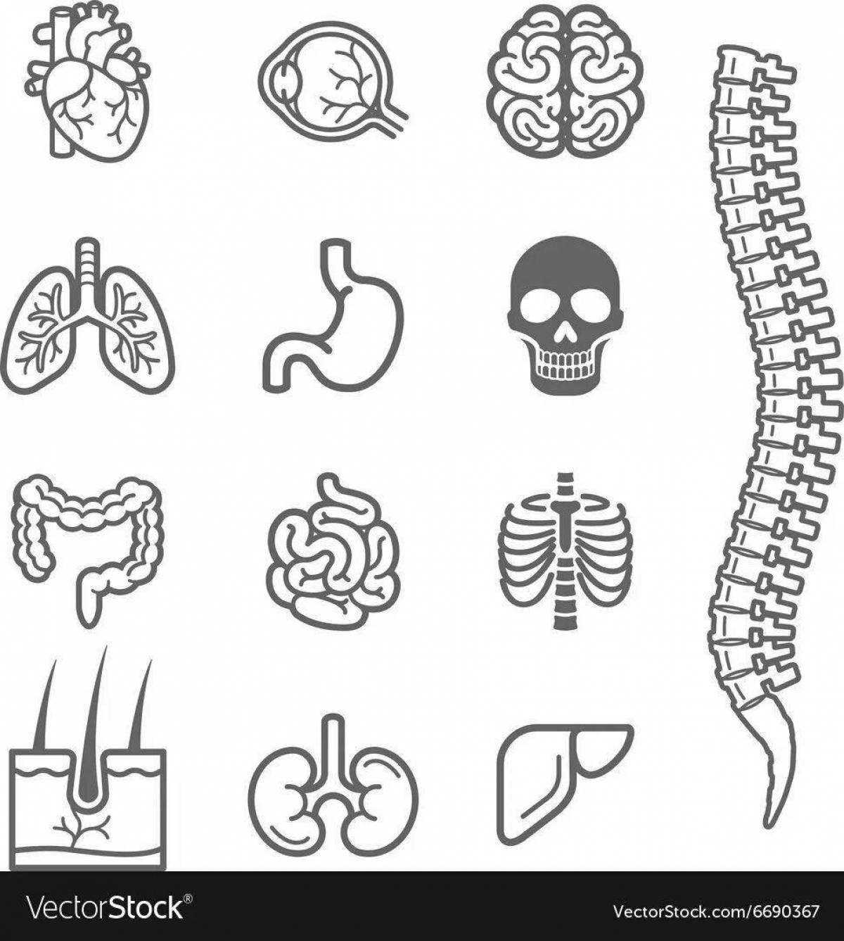 Human structure internal organs #7