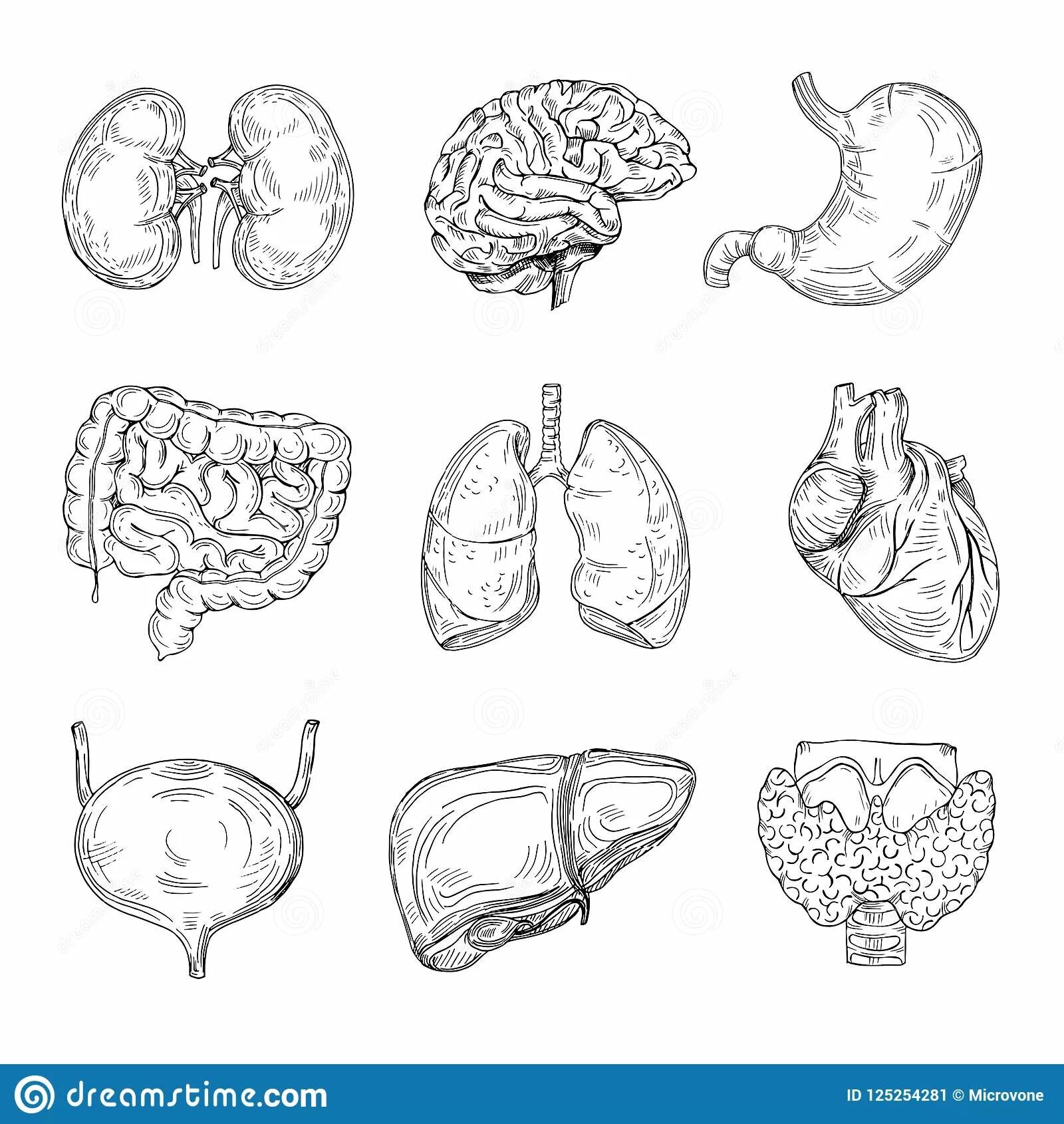 Human structure internal organs #11