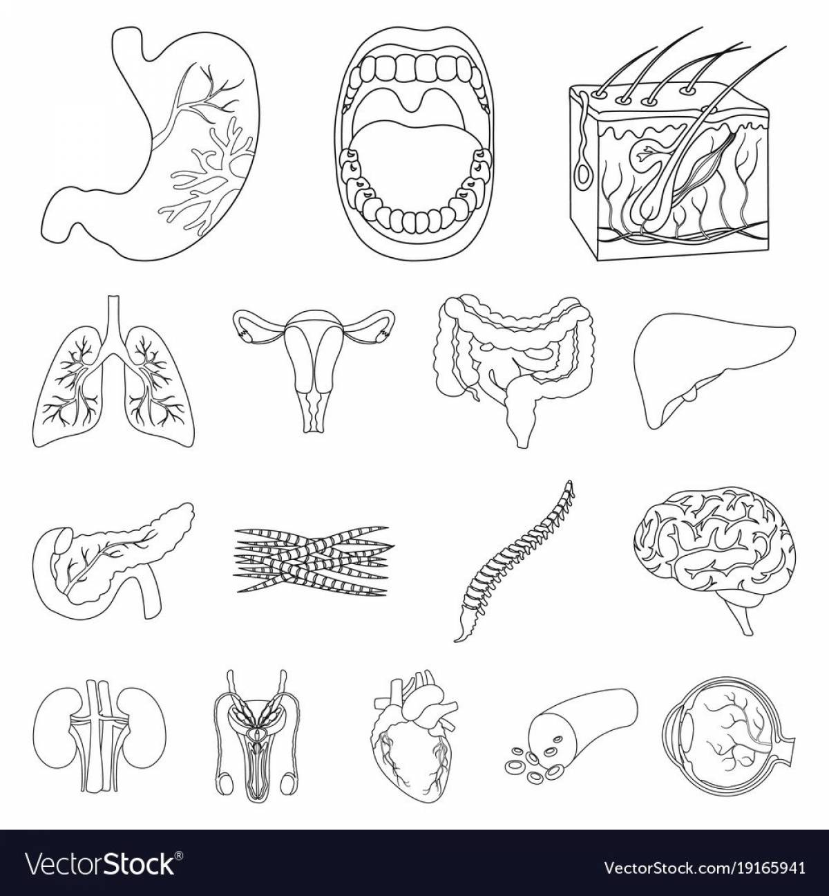 Human structure internal organs #12