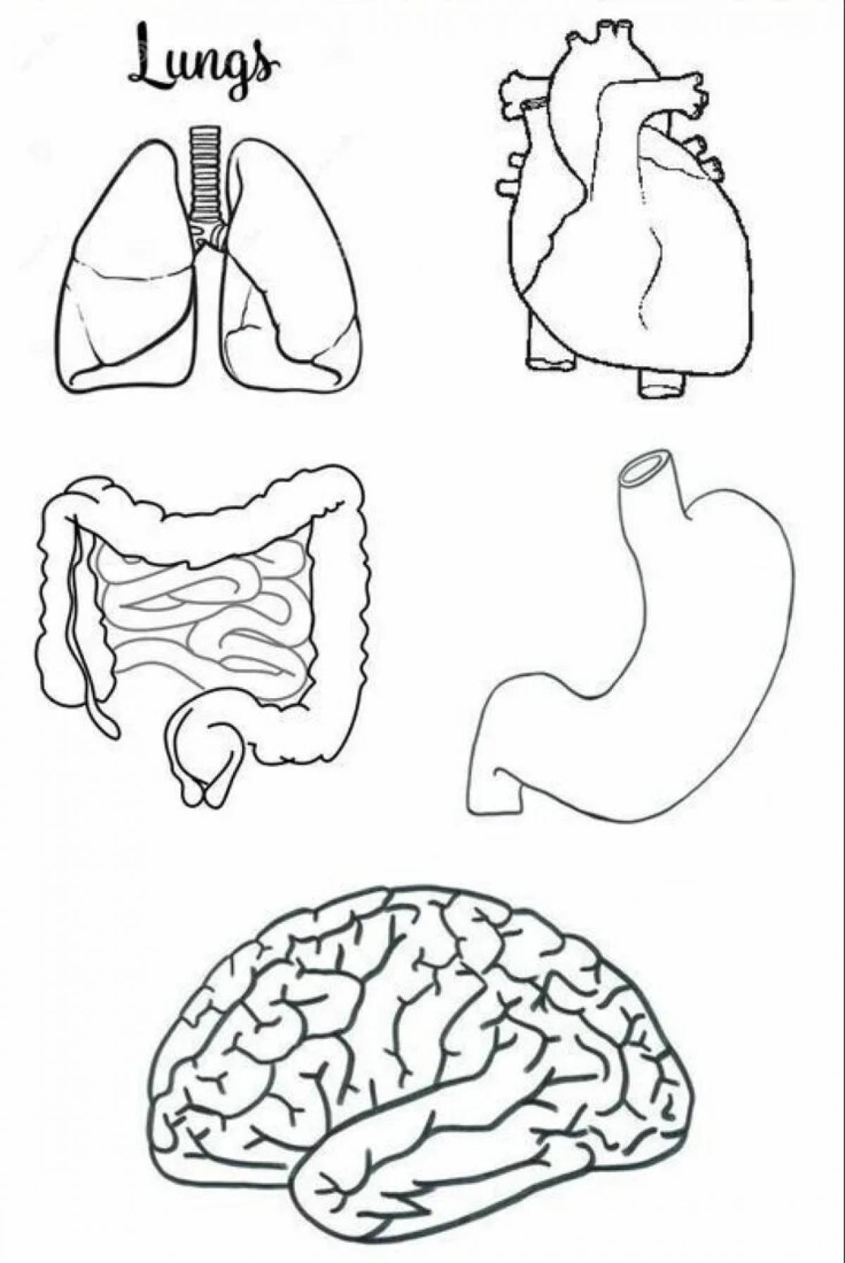Human structure internal organs #13