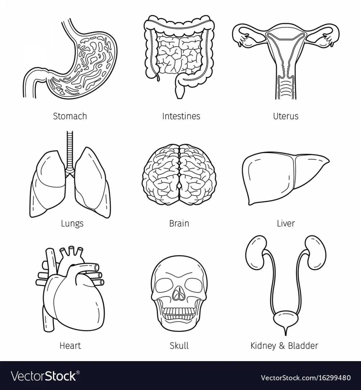 Human structure internal organs #14
