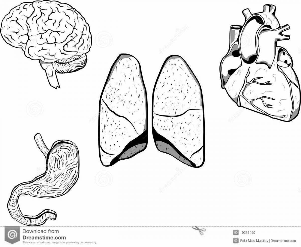 Colorful coloring of human organs Grade 2