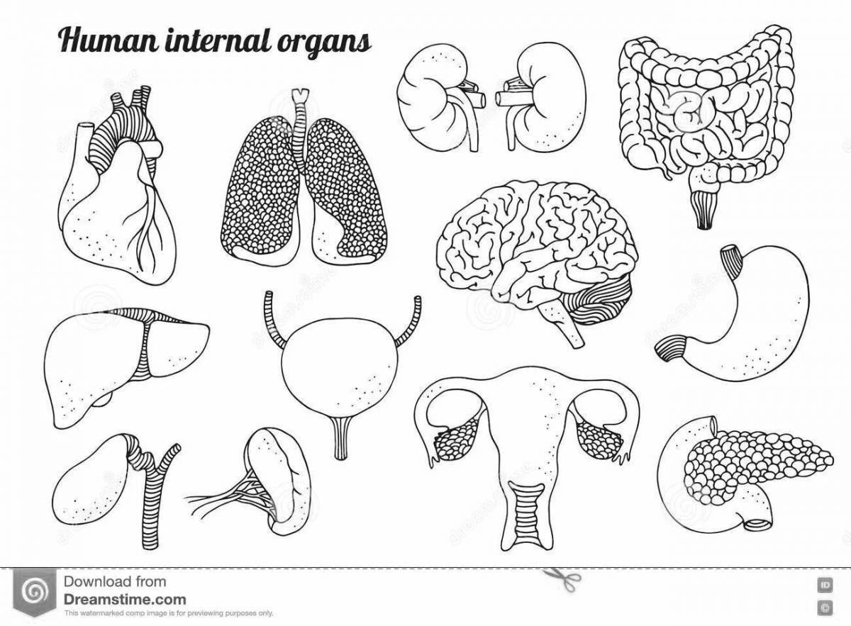 Playful coloring of human organs grade 2