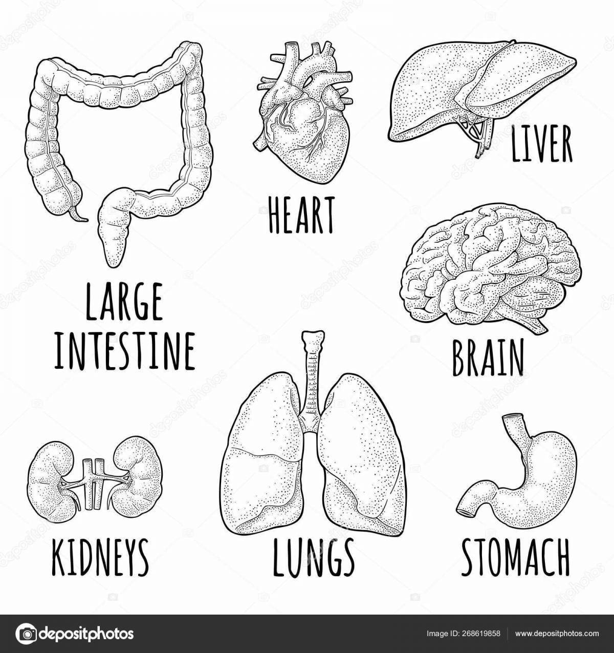 Glorious coloring human organs grade 2
