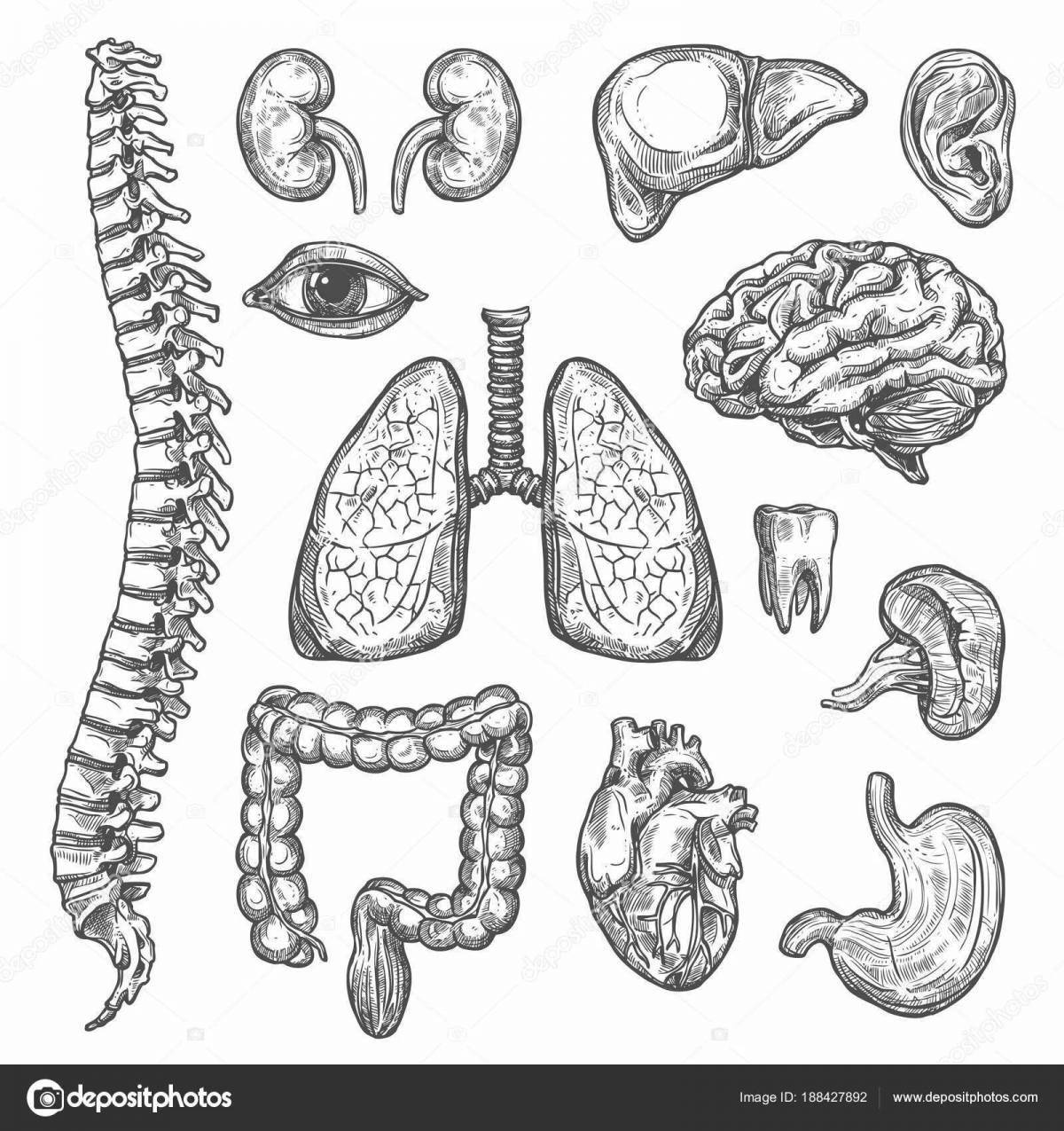 Elegant coloring of human organs grade 2