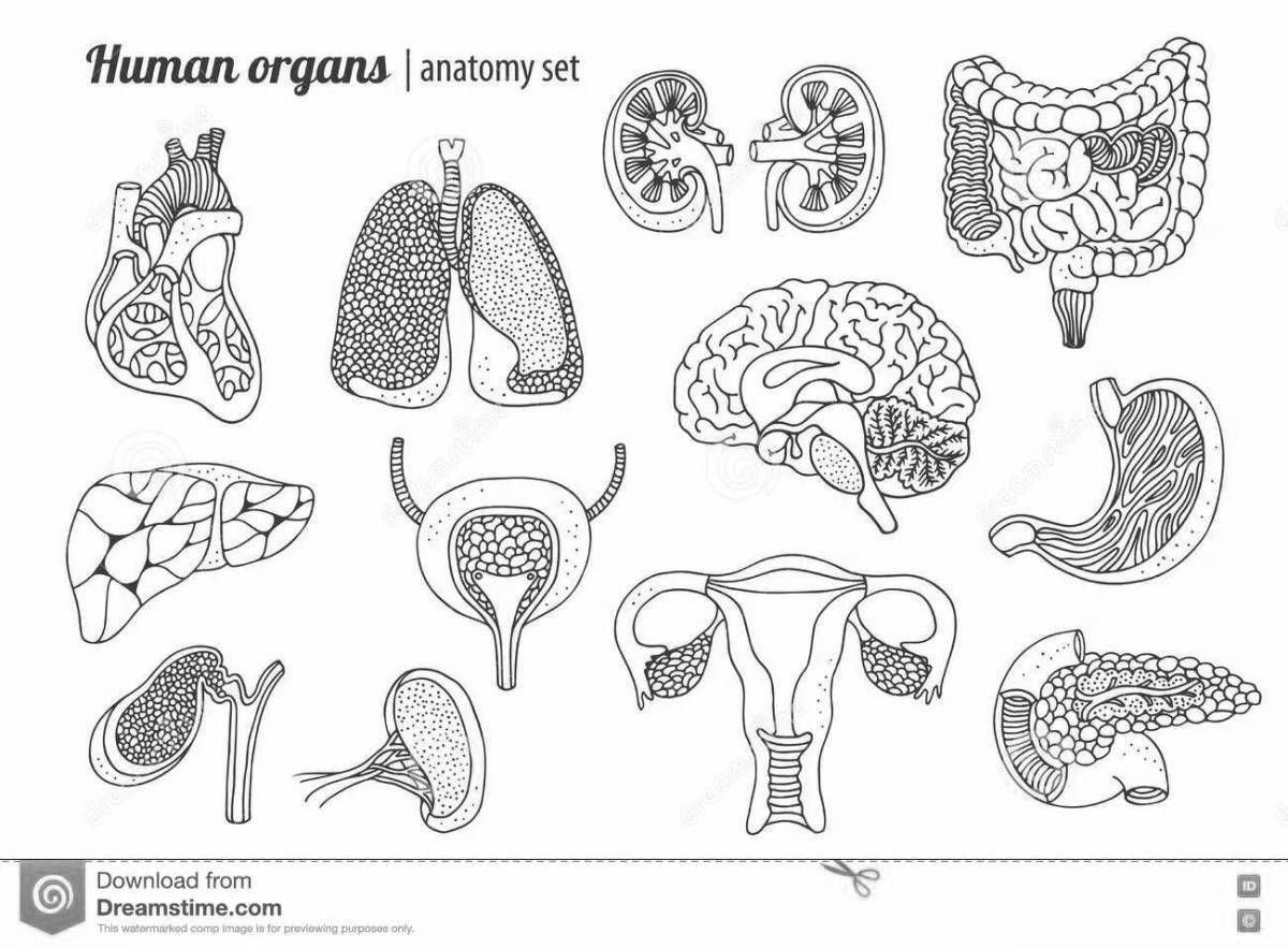 Fine coloring human organs grade 2
