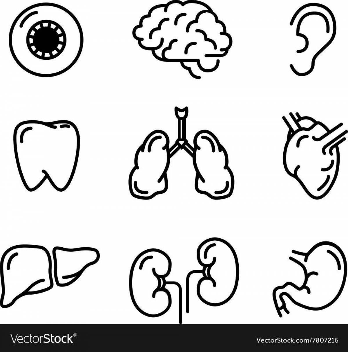 Beautiful coloring human organs grade 2