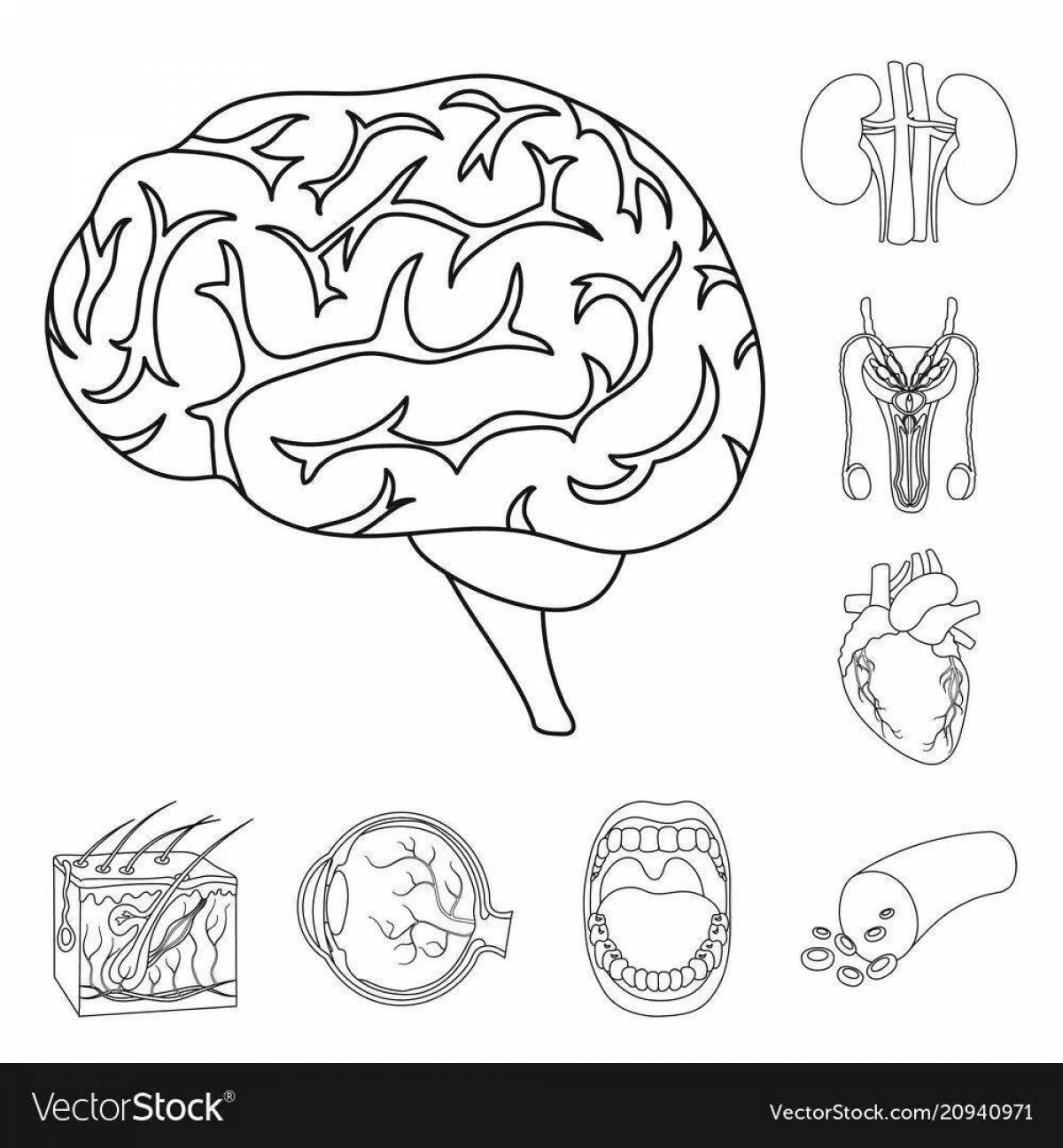 Sweet coloring human organs grade 2