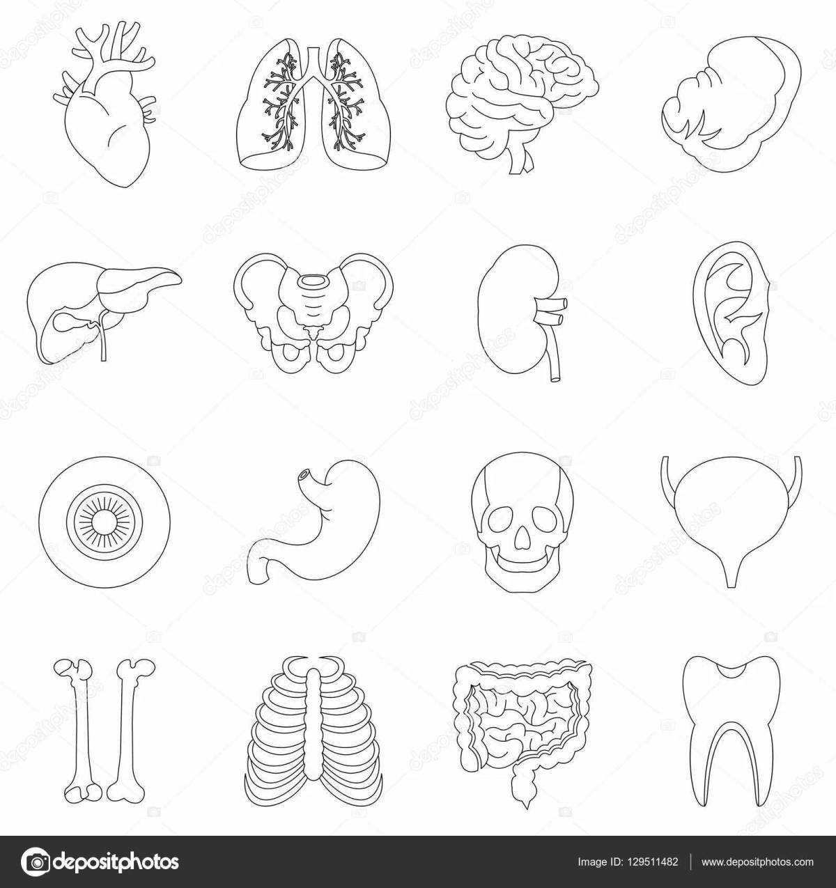 Cute coloring human organs grade 2