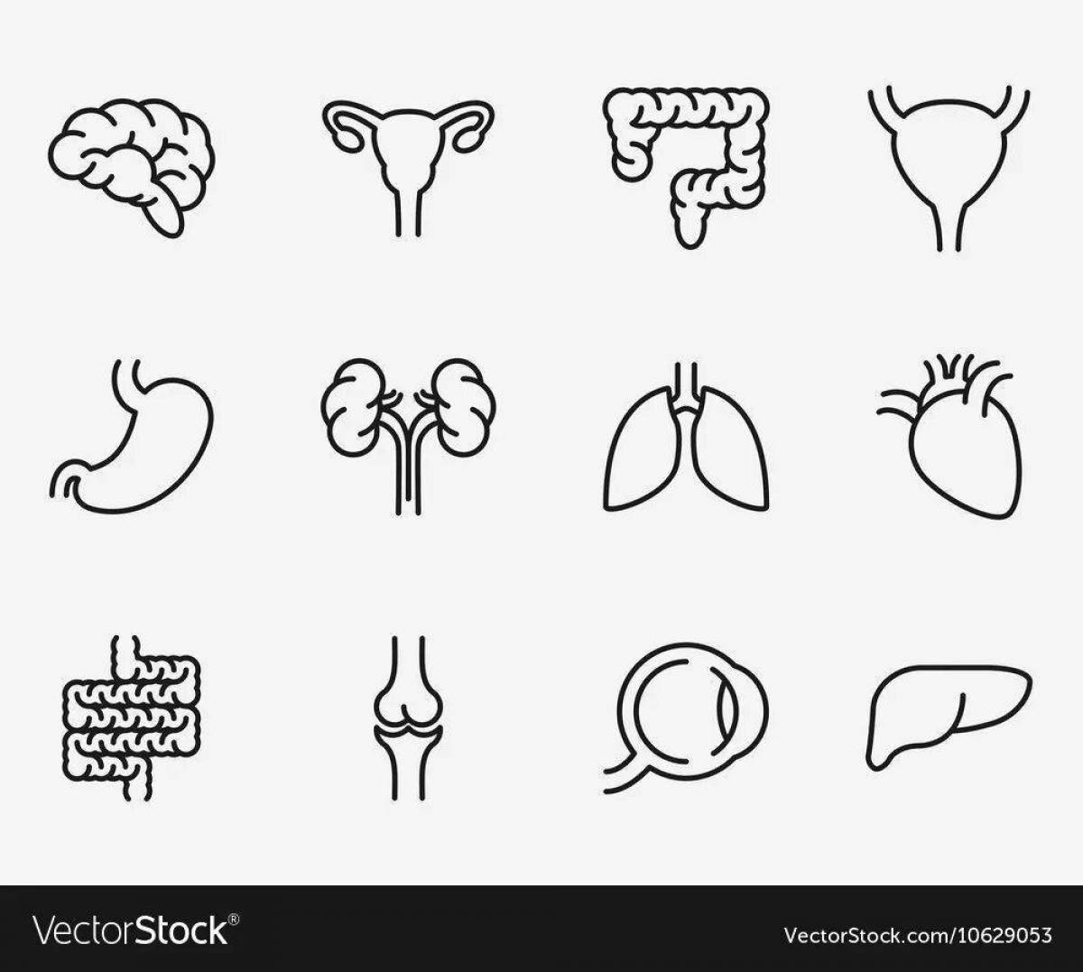 Остроумная раскраска органы человека 2 класс