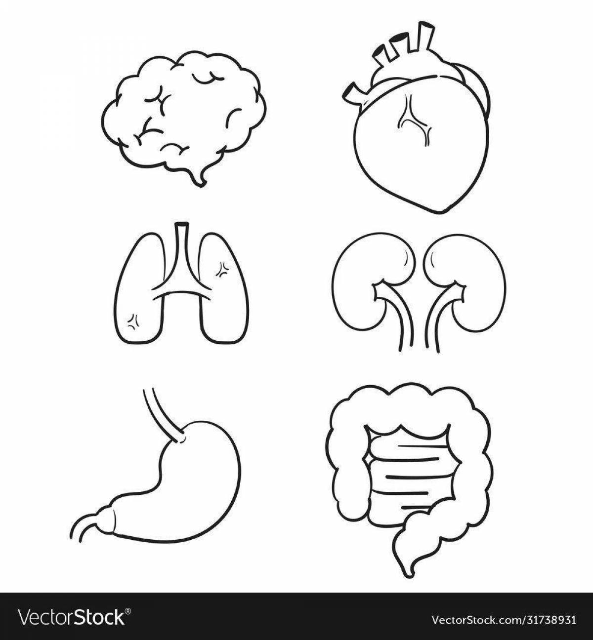 Friendly coloring human organs grade 2