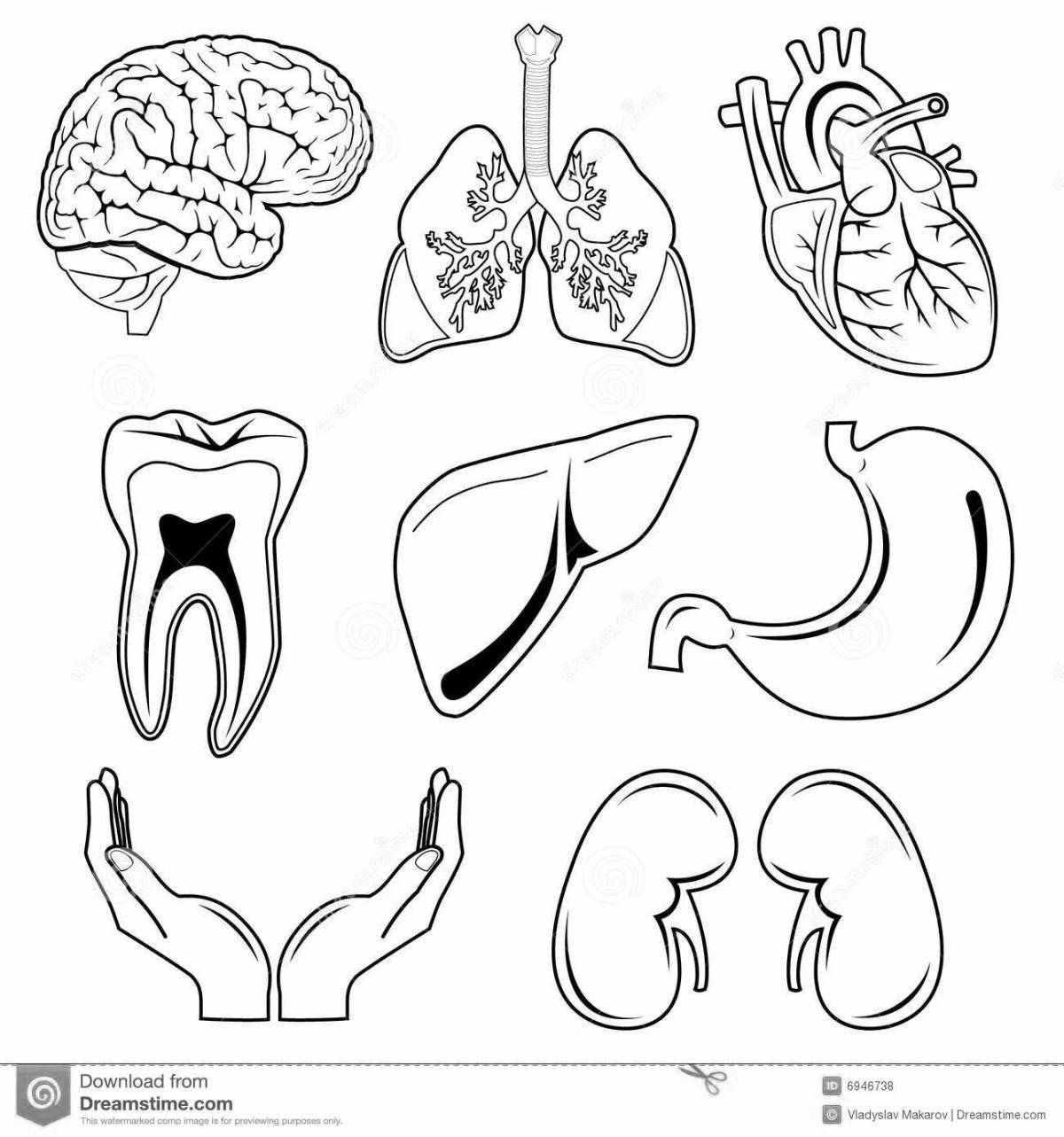 Serene coloring page human organs grade 2