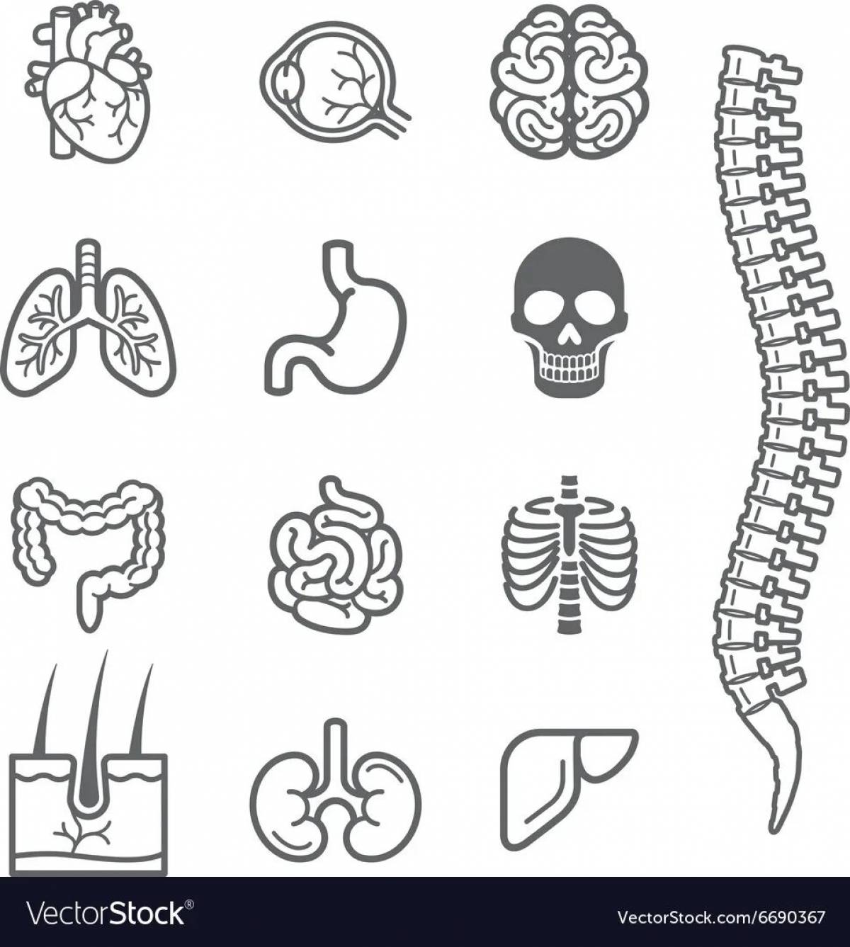 Human organs 2 class #3