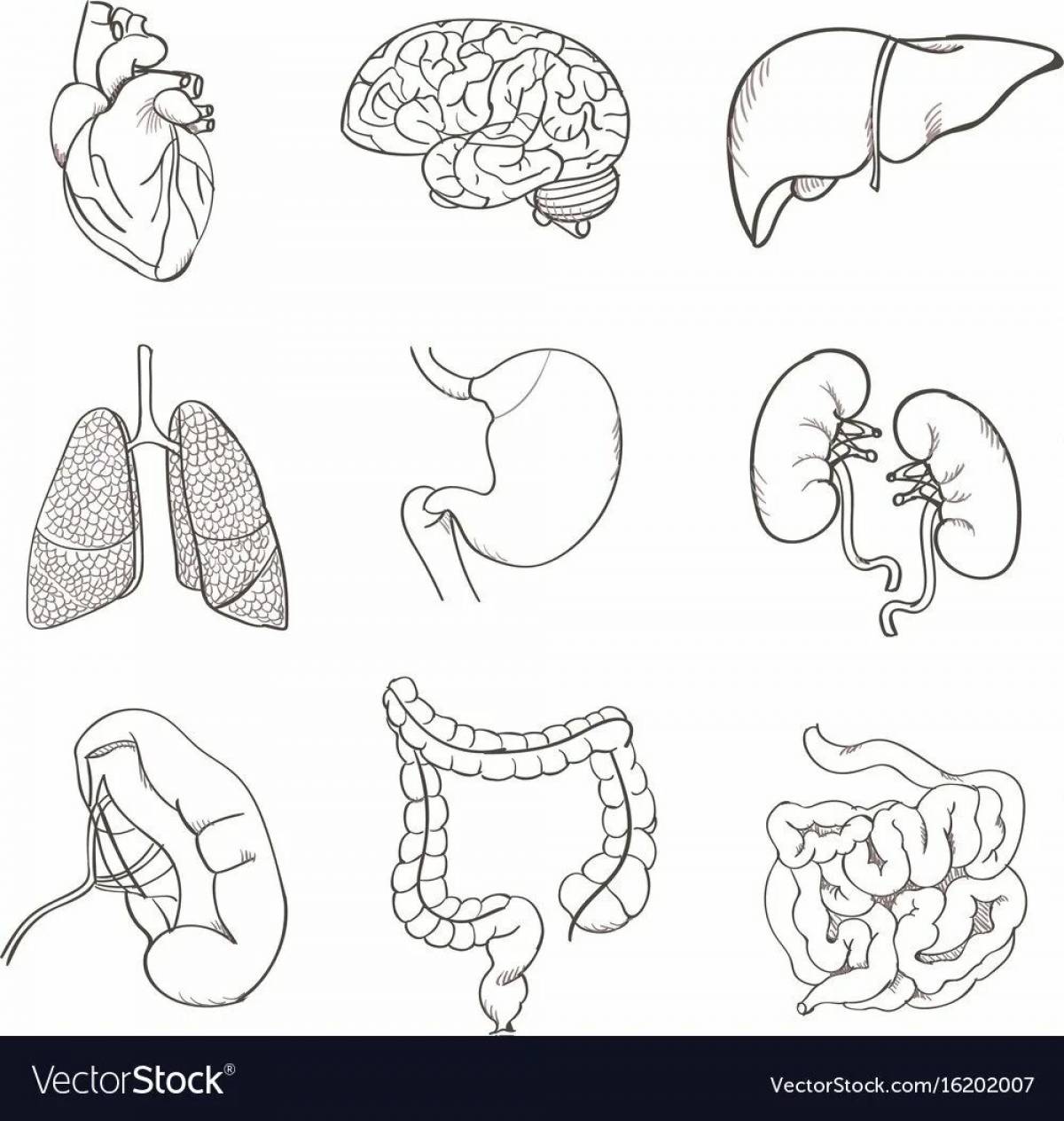 Human organs 2 class #4