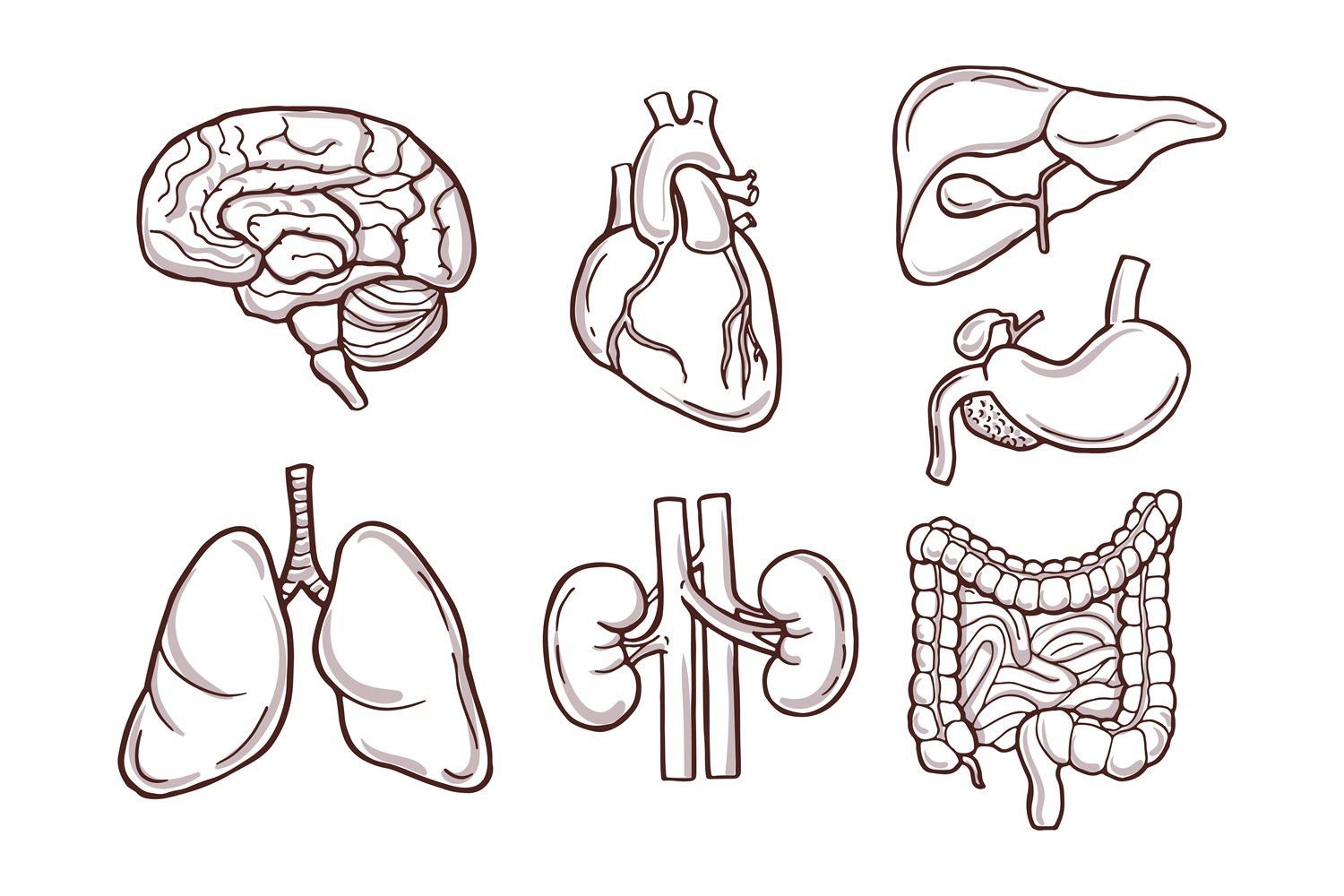 Human organs 2 class #8