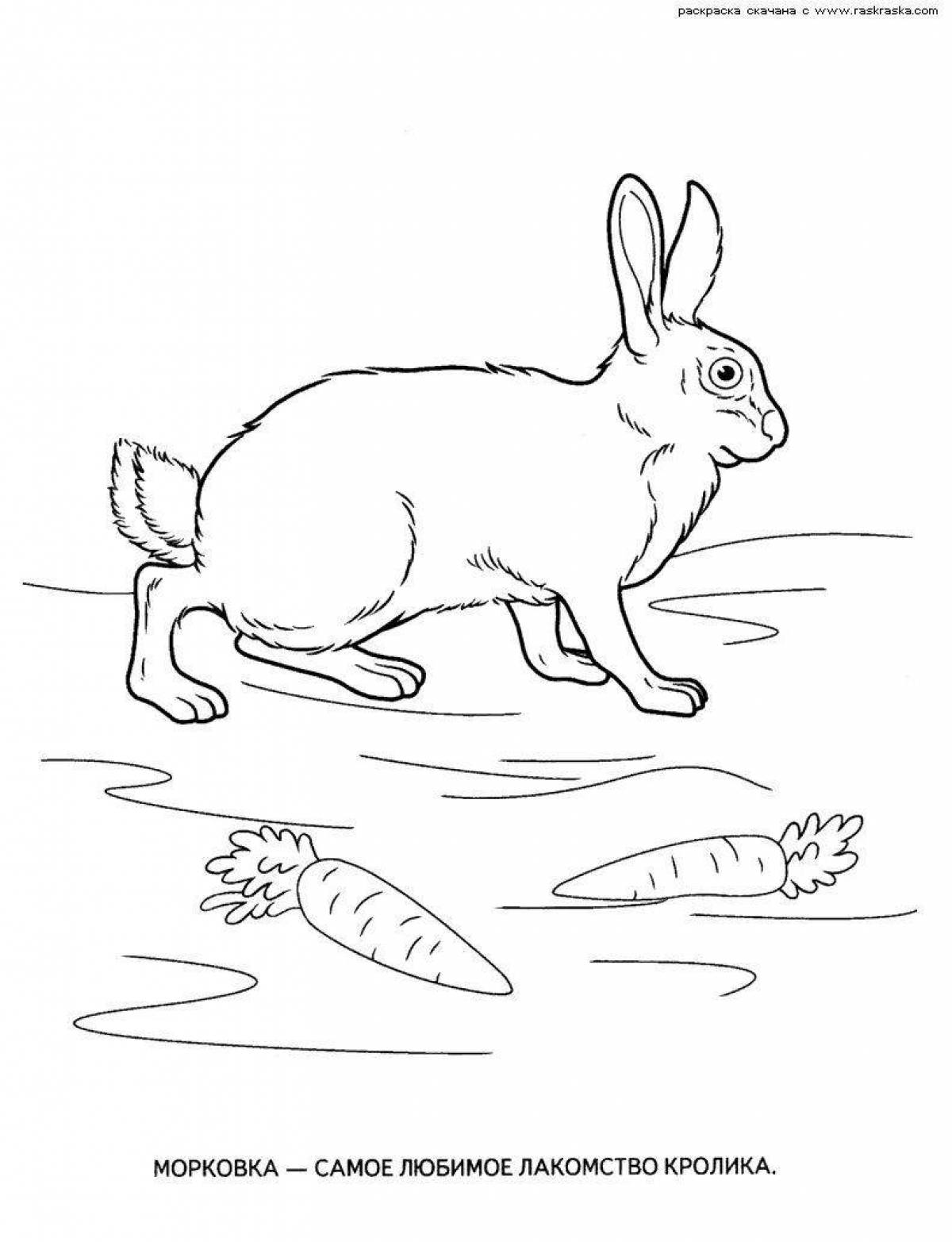 Fun coloring pets middle group