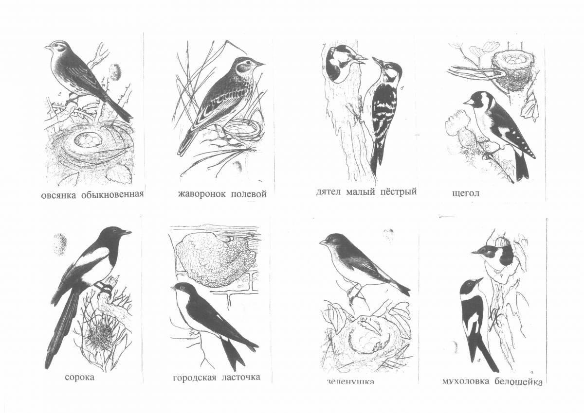 Красочная страница раскраски зимних птиц