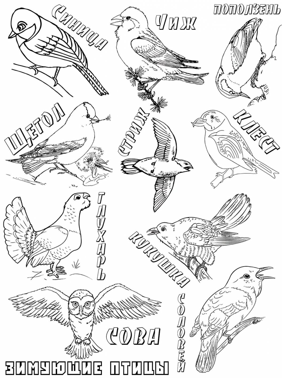 Зимующие птицы с названиями #6