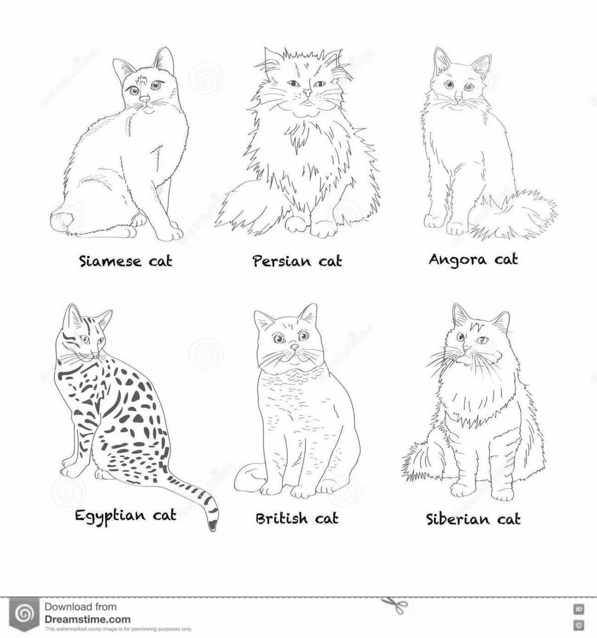 Fluffy cat breed coloring book with names