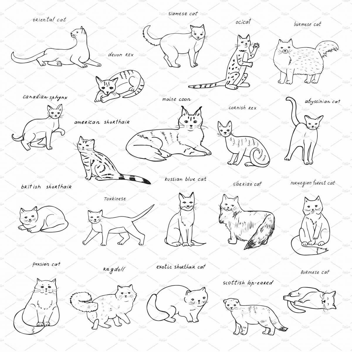 Cute coloring pages of cat breeds with names