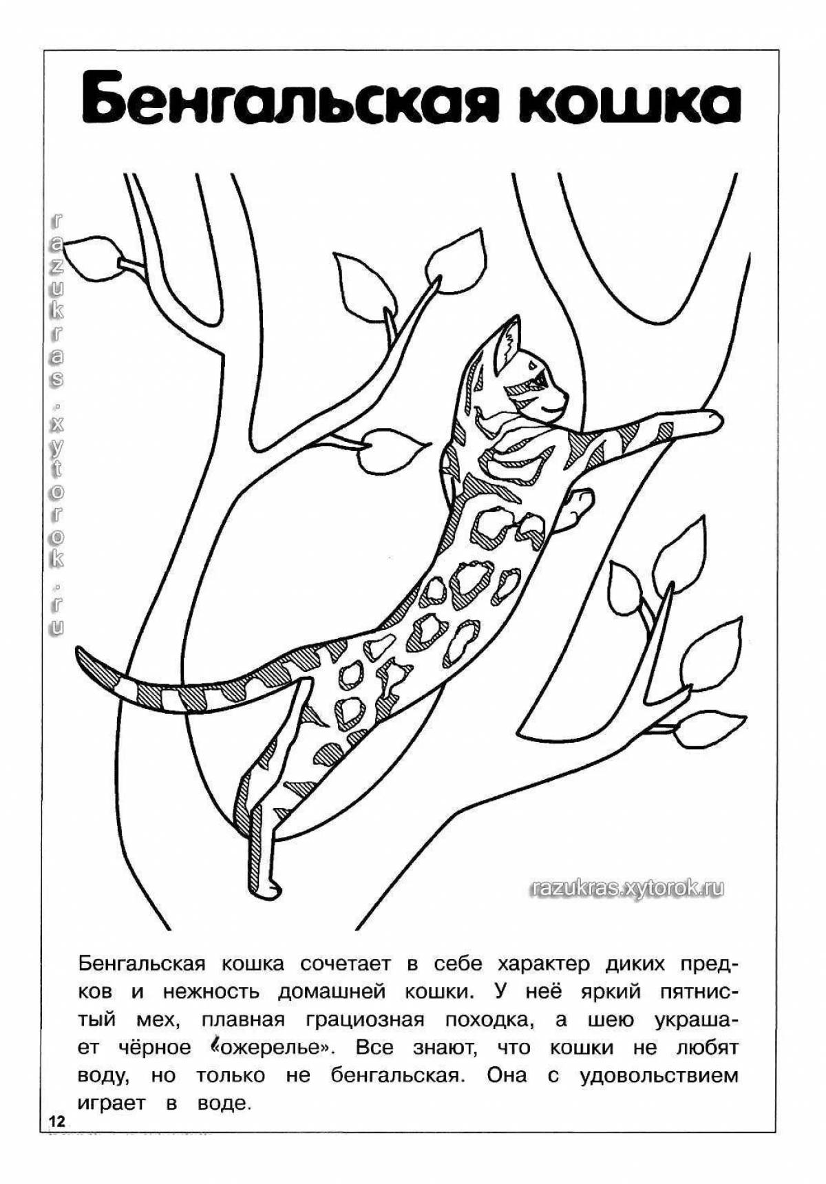 Exotic coloring pages of cat breeds with names