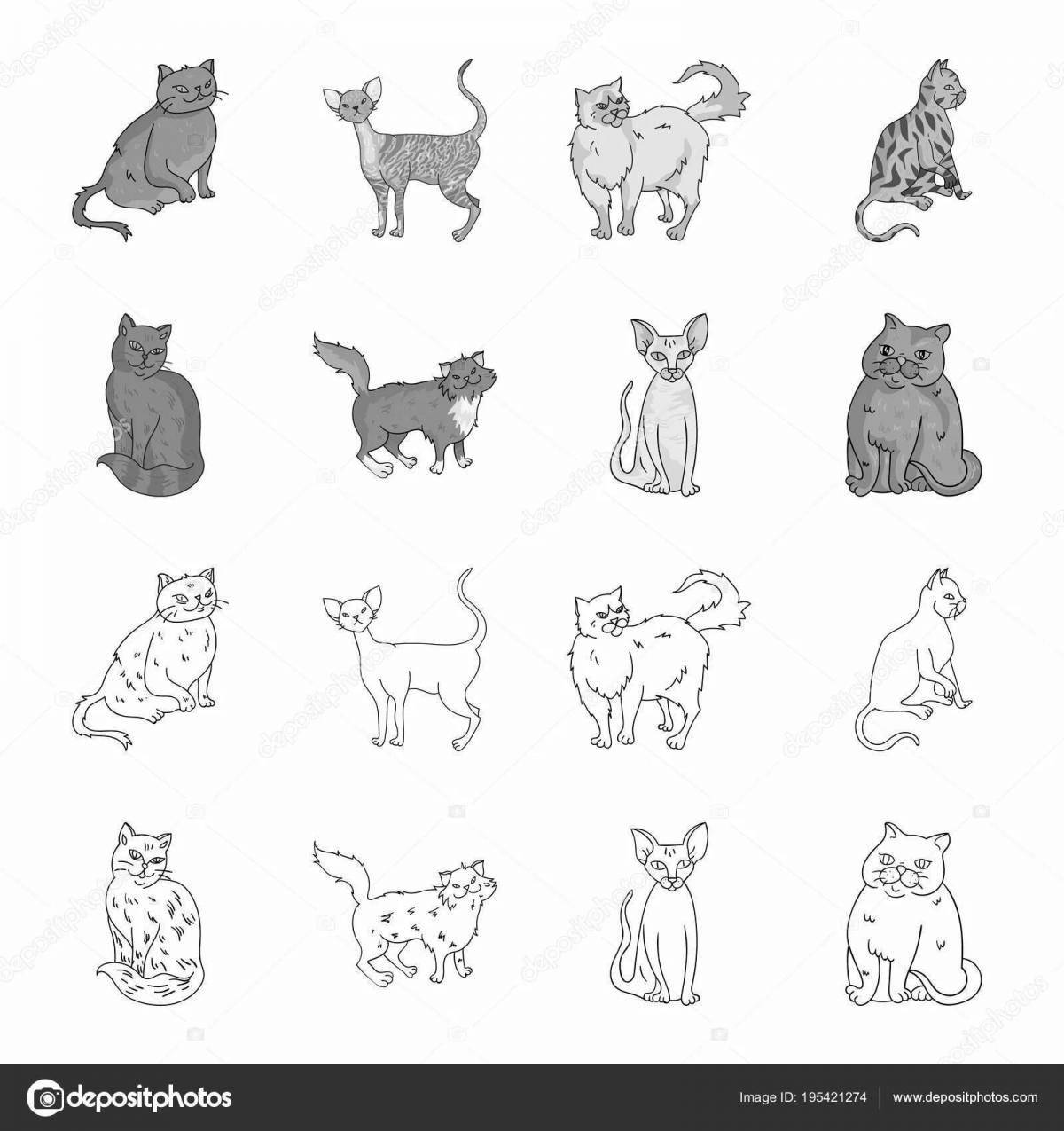 Elegant cat breed coloring with names