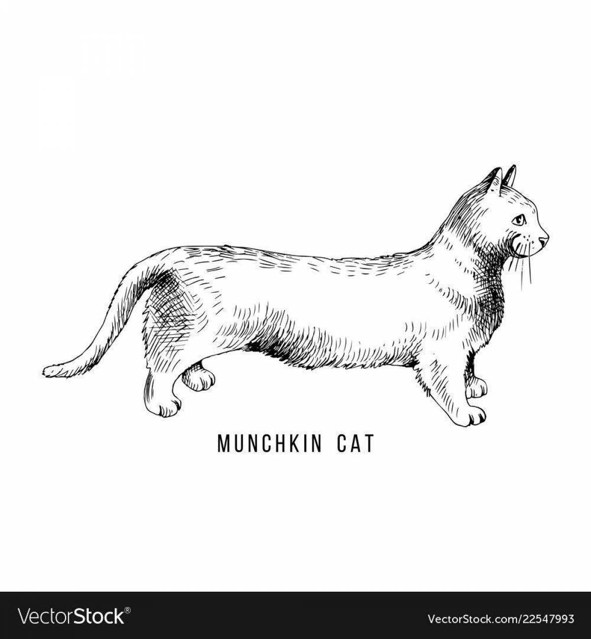 Joyful coloring of cat breeds with names