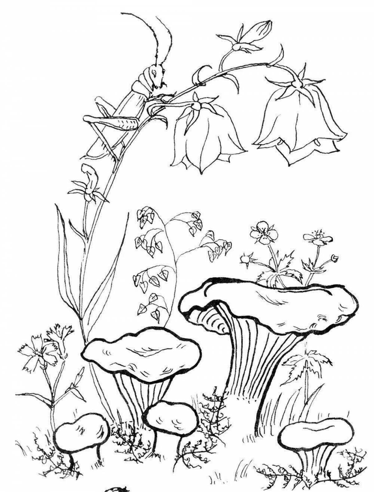 Coloring book bewitching mushroom chanterelle