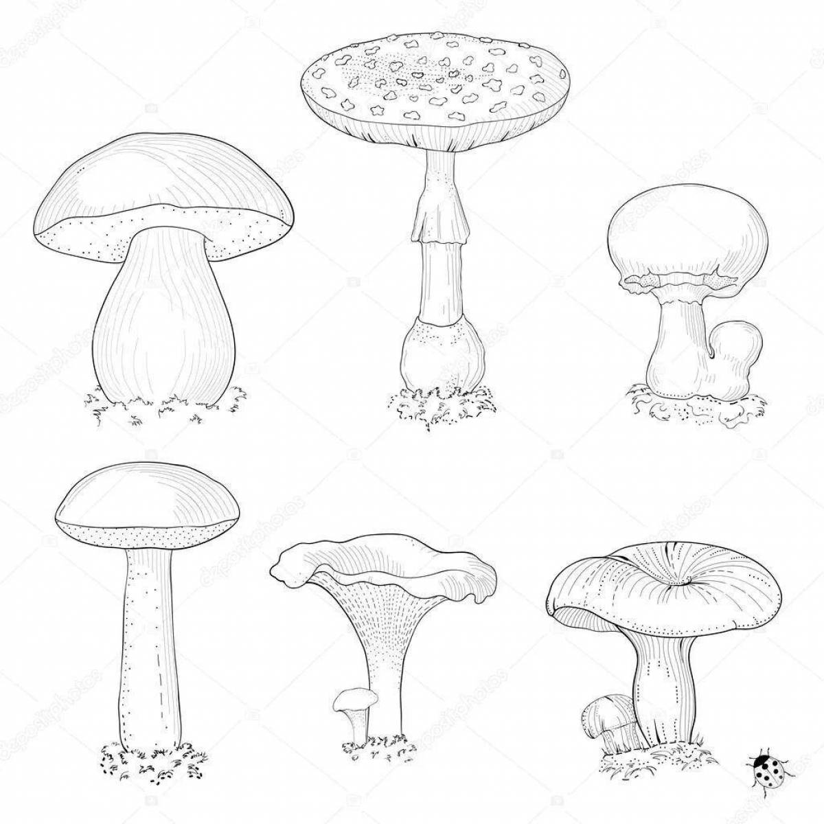 Съедобные и несъедобные грибы карандашом