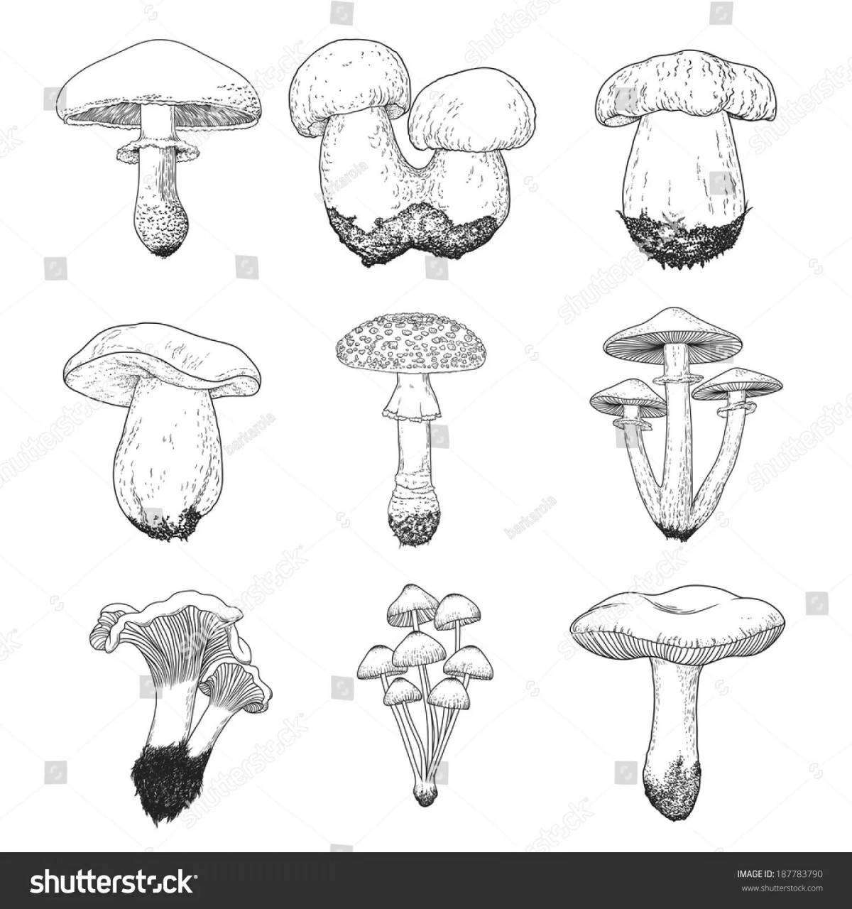 Coloring book shimmering edible mushrooms