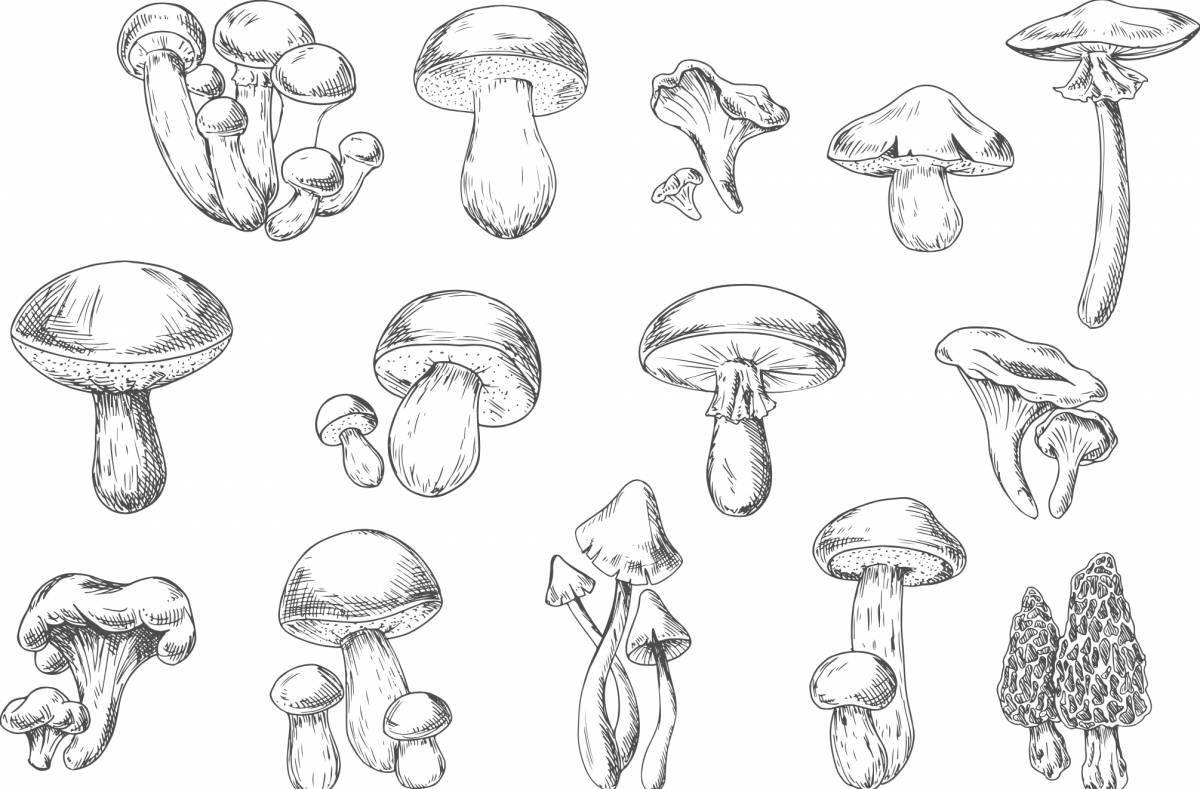Coloring book fascinating poisonous mushrooms