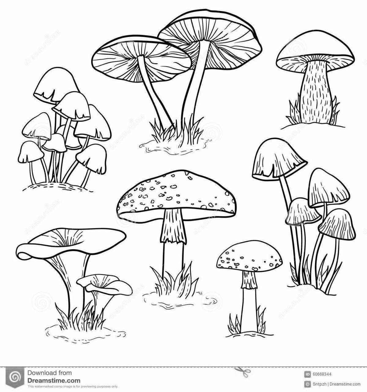 Coloring book magnificent poisonous mushrooms