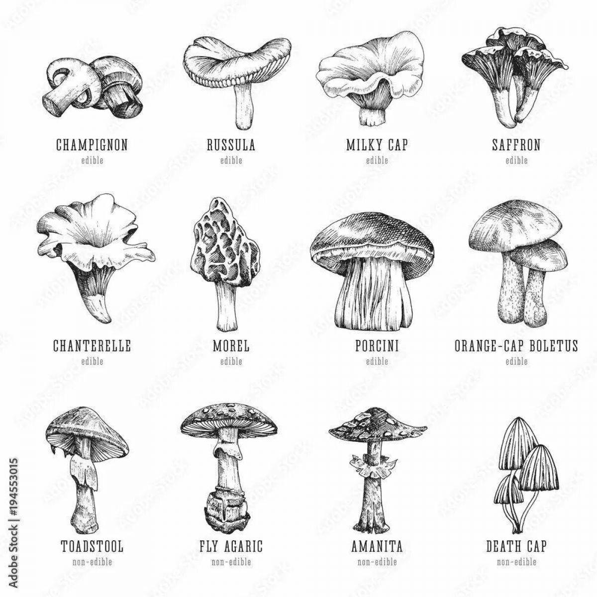 Mushrooms, edible and poisonous #2