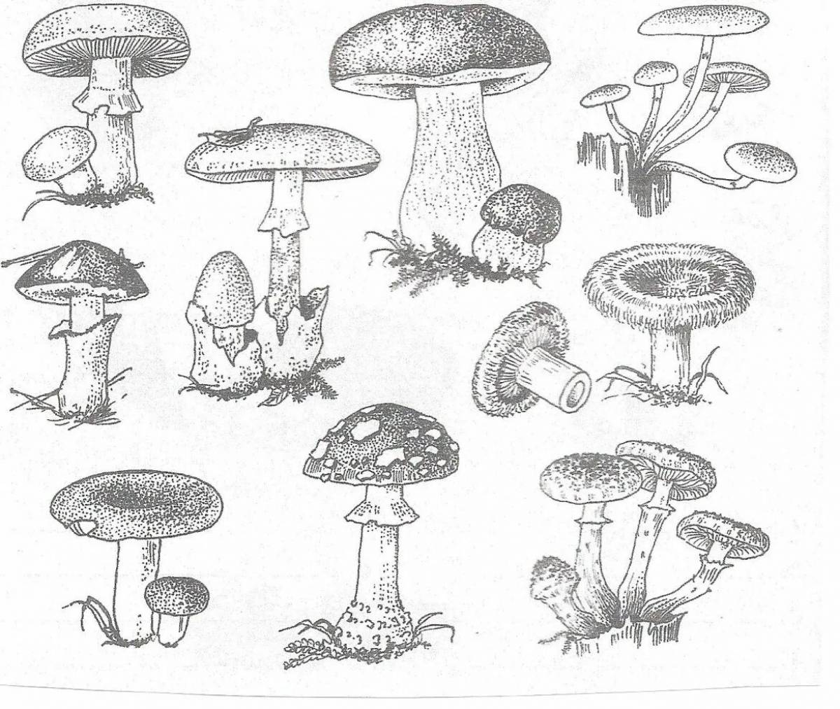 Mushrooms, edible and poisonous #8
