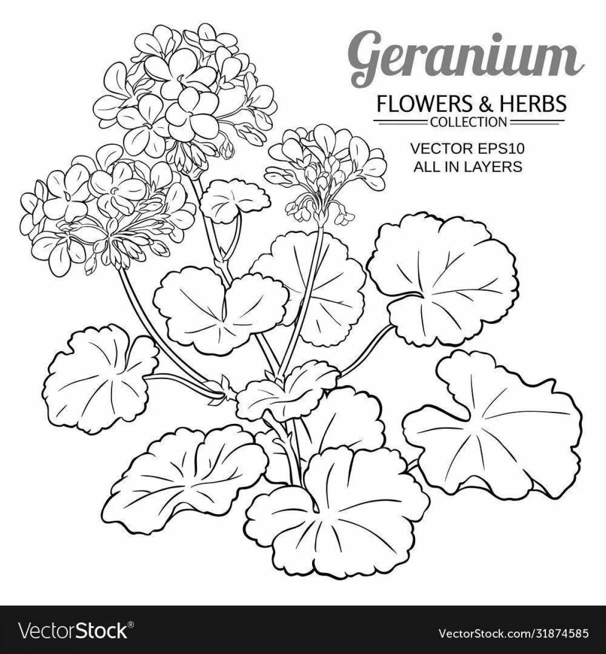 Fun coloring houseplants