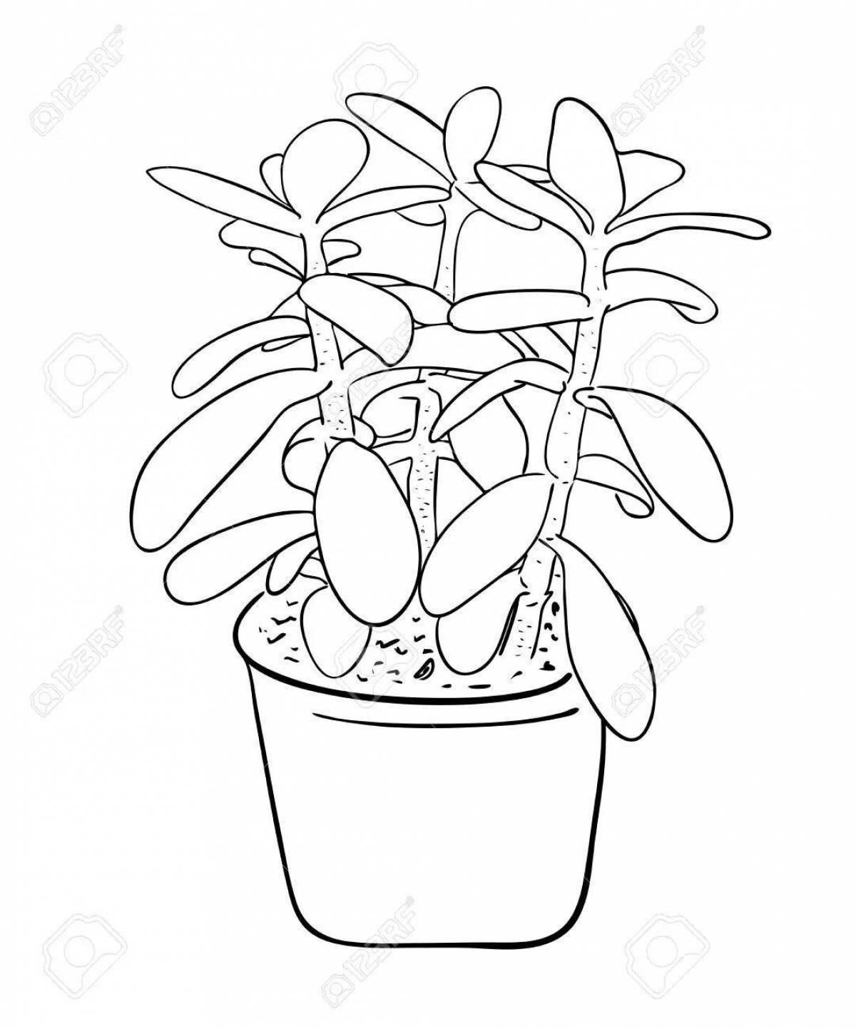 Peace coloring houseplants