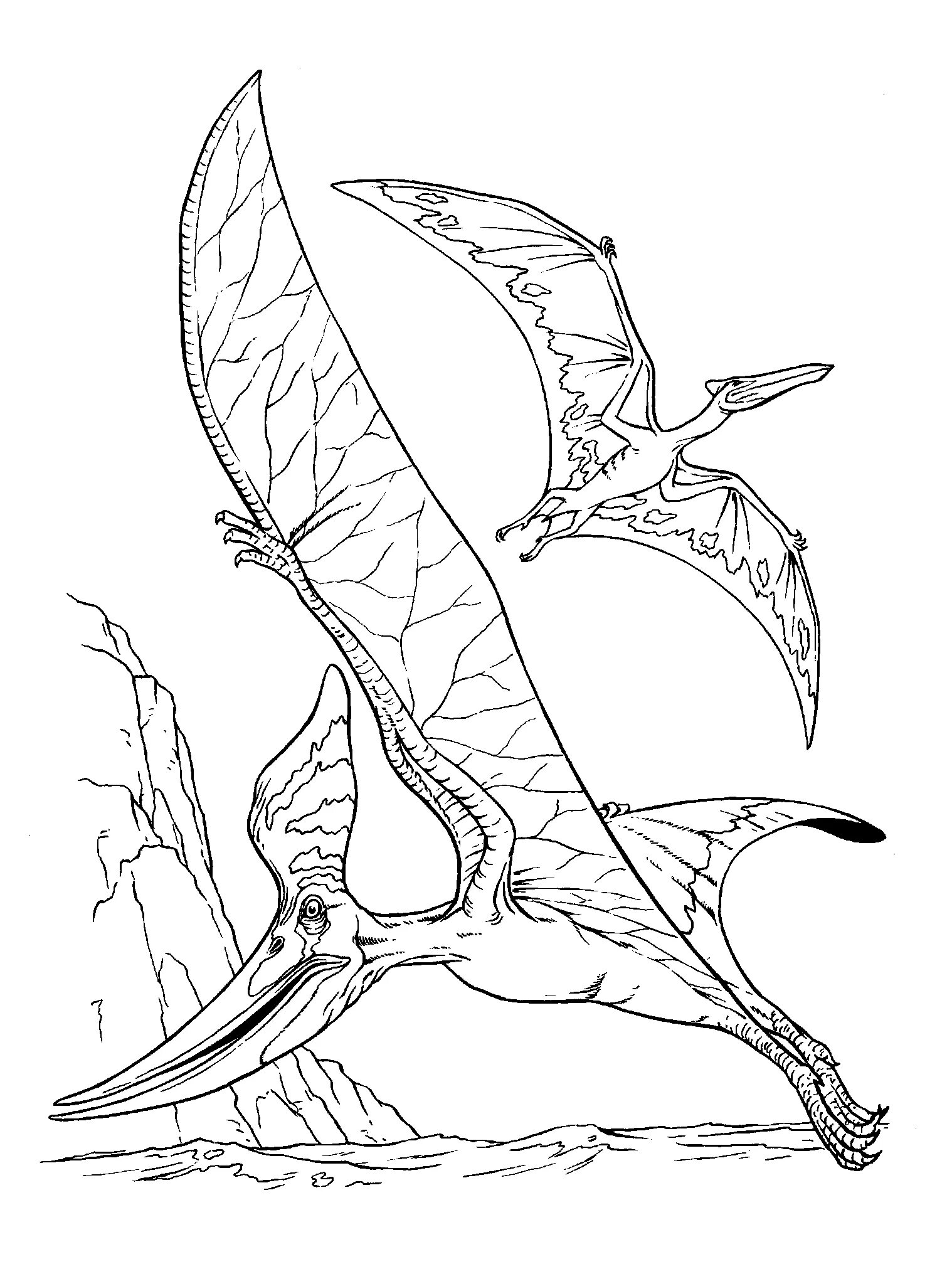 Coloring page elegant pteranodon