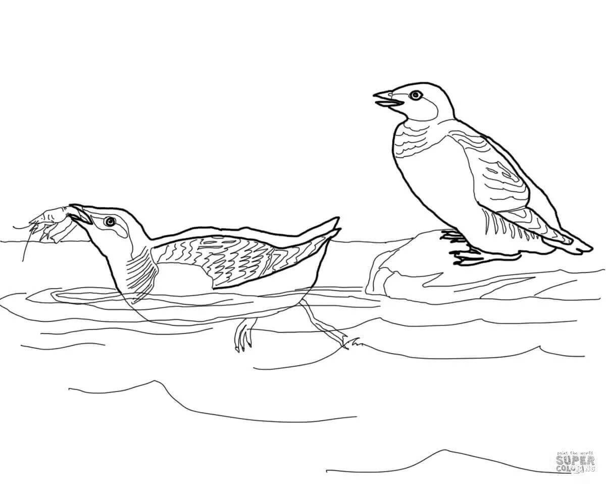 Animated guillemot coloring page