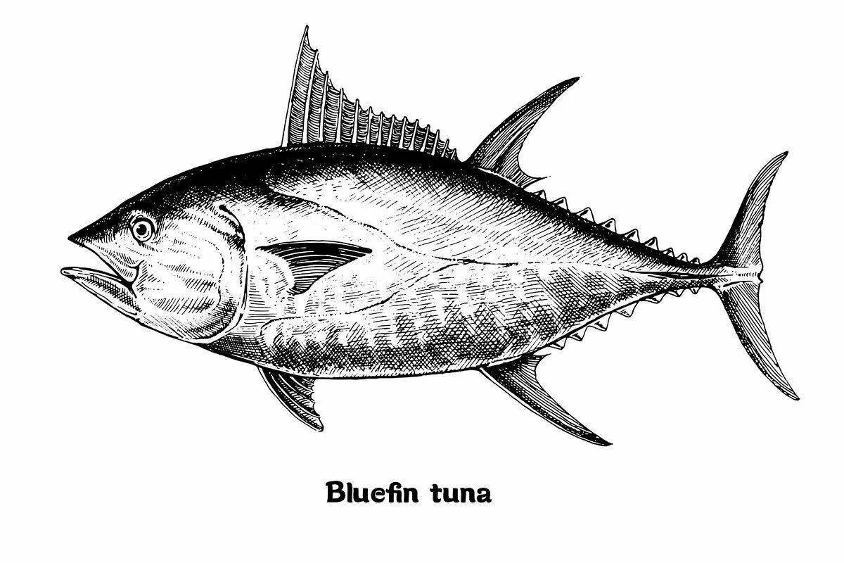 Очаровательная раскраска тунца