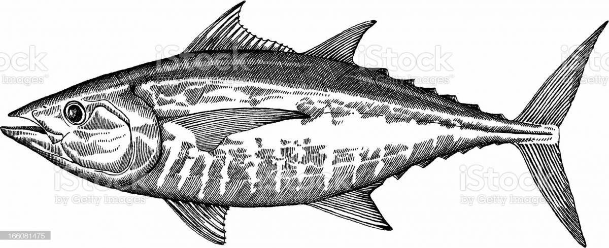 Exquisite tuna coloring