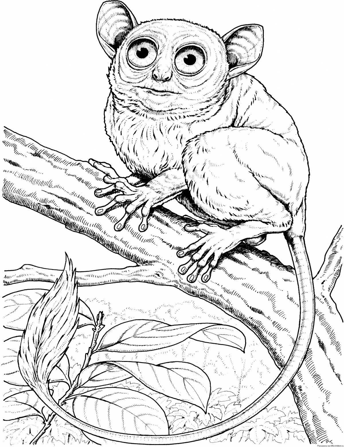 Coloring page mysterious loris