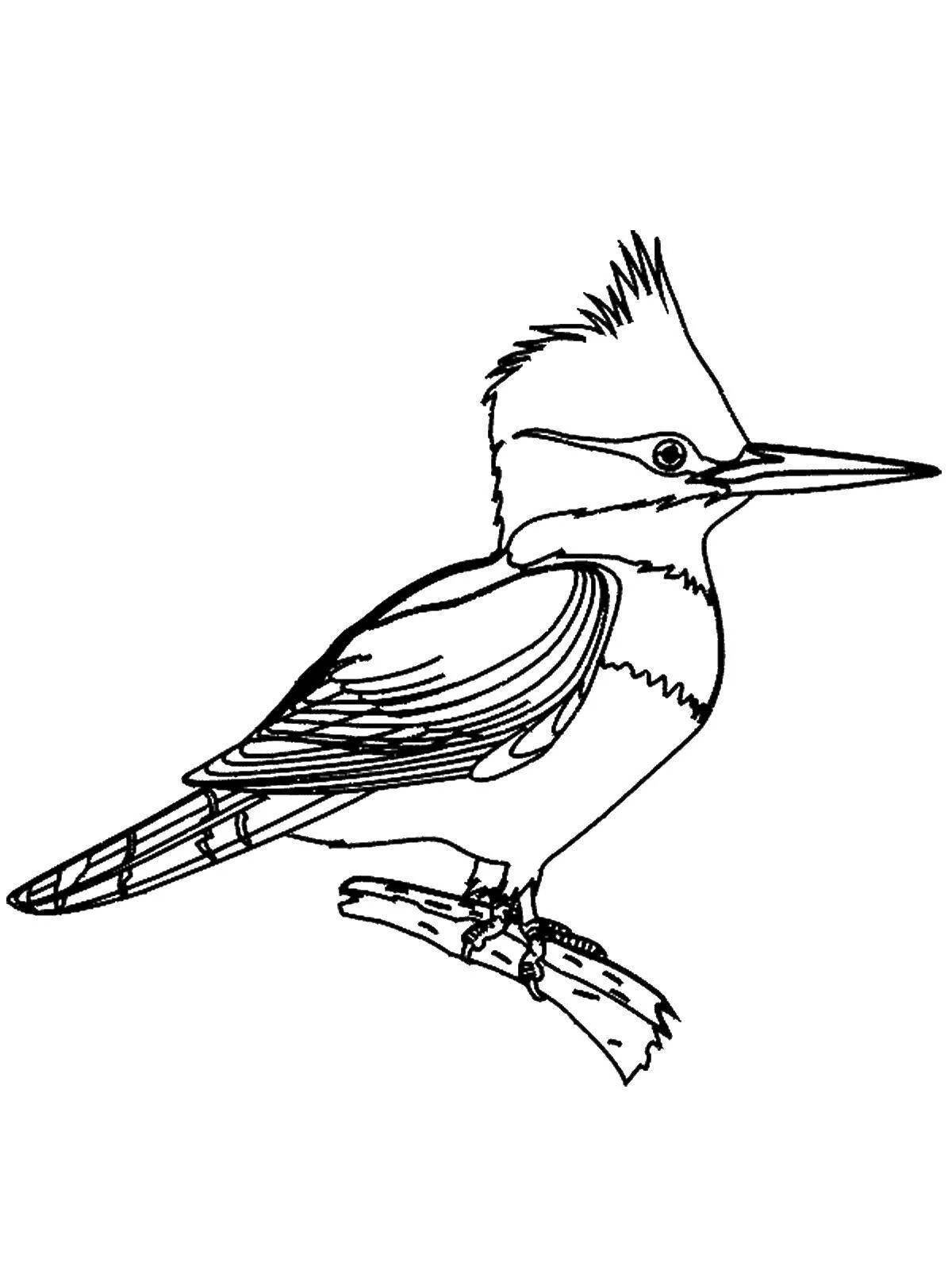 Coloring page funny lapwing