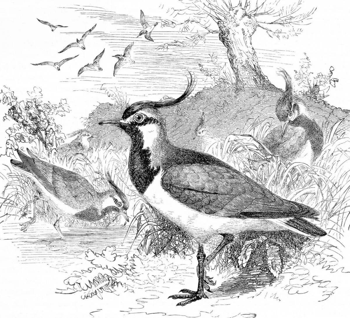 Adorable lapwing coloring page