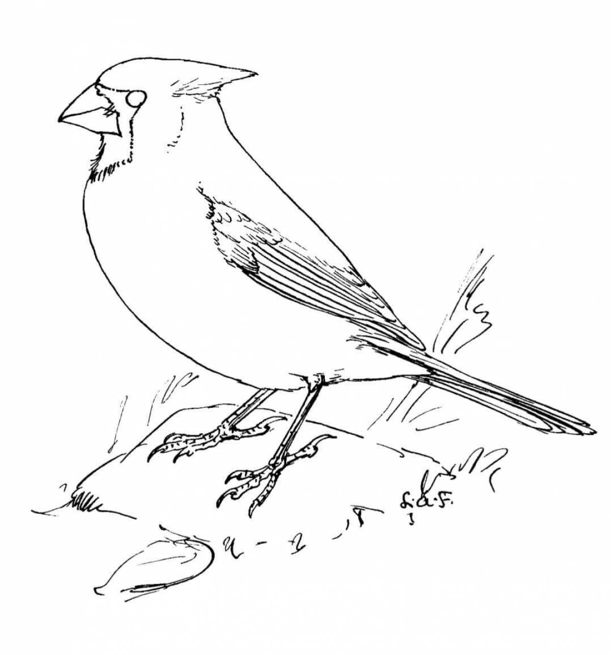 Great lapwing coloring page