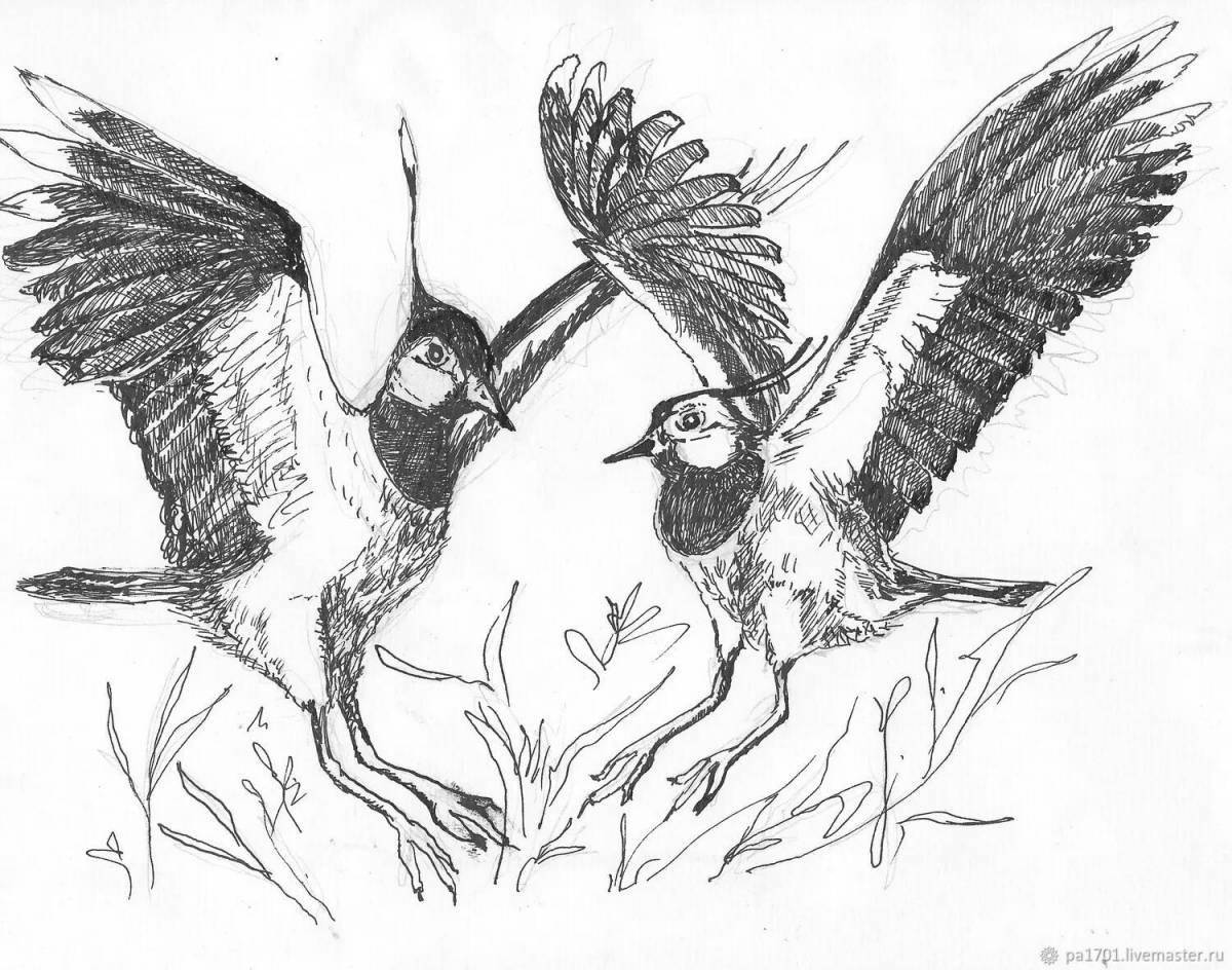 Coloring page gorgeous lapwing